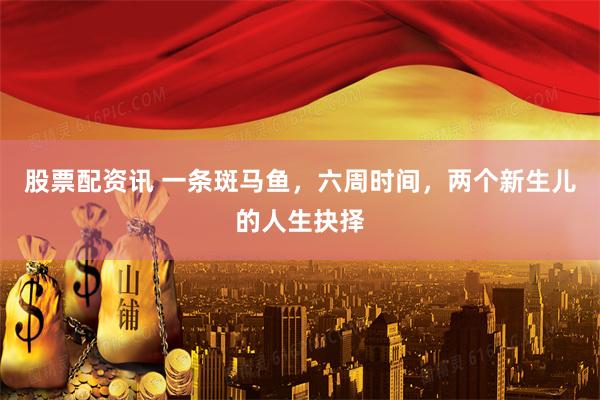 股票配资讯 一条斑马鱼，六周时间，两个新生儿的人生抉择